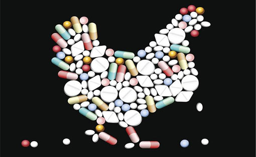 antibiotics in animals harmful to humans