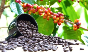 coffee tree
